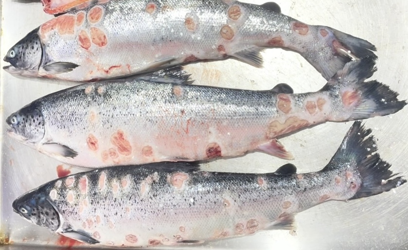 attachments/srs_advanced_case_atlantic_salmon_chile_may2026.jpeg